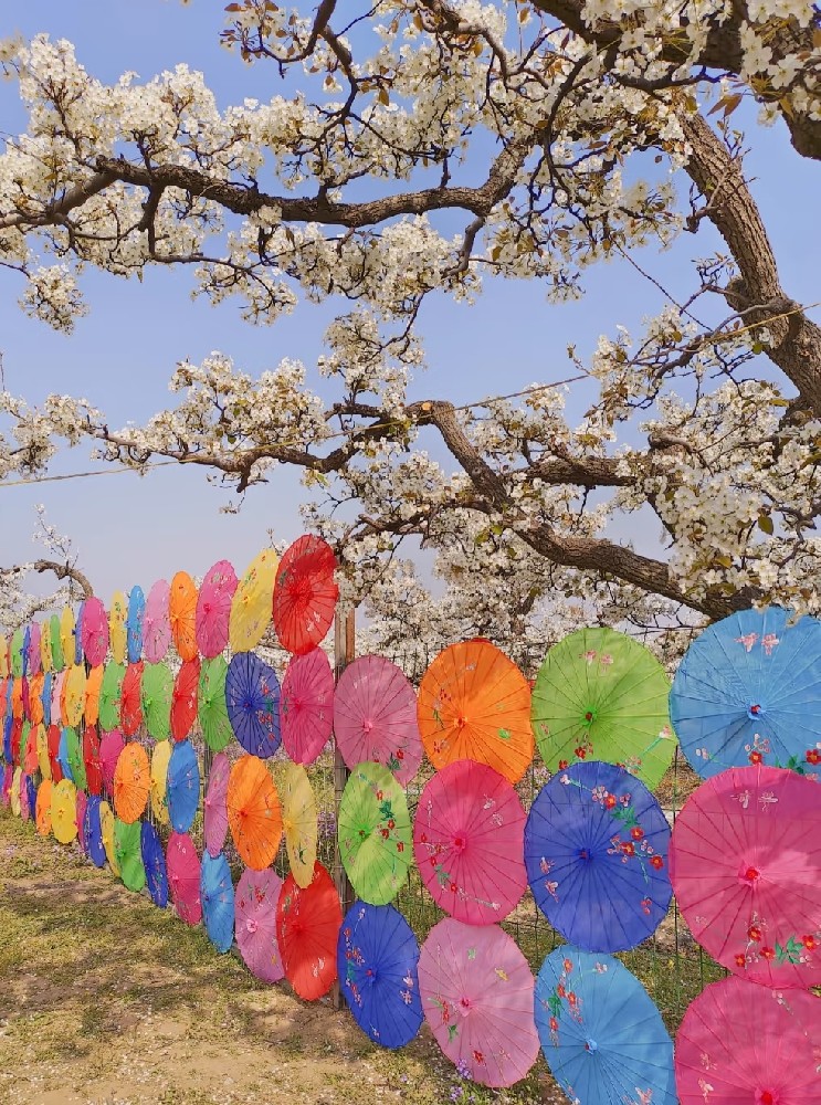公司应邀参加第四届梨花节开幕活动
